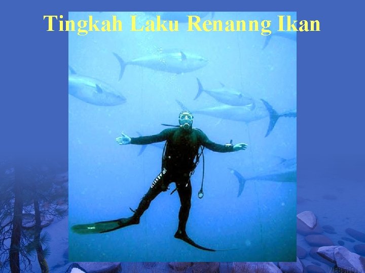 Tingkah Laku Renanng Ikan 