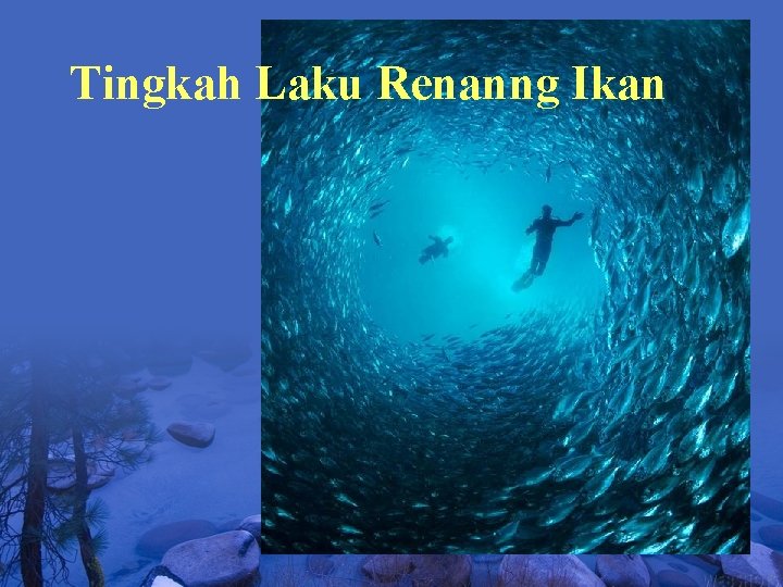 Tingkah Laku Renanng Ikan 