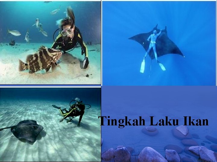 Tingkah Laku Ikan 