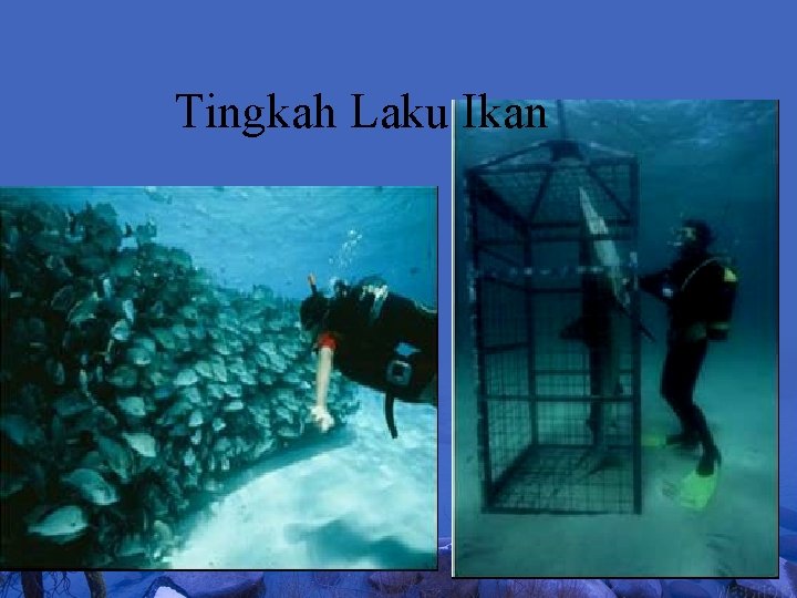 Tingkah Laku Ikan 