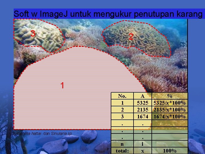 Soft w Image. J untuk mengukur penutupan karang 3 2 1 Symphillia hattai dan