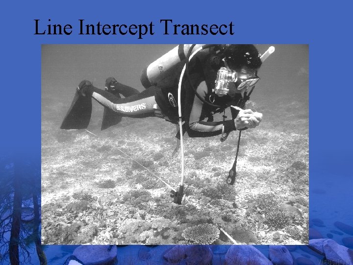 Line Intercept Transect 