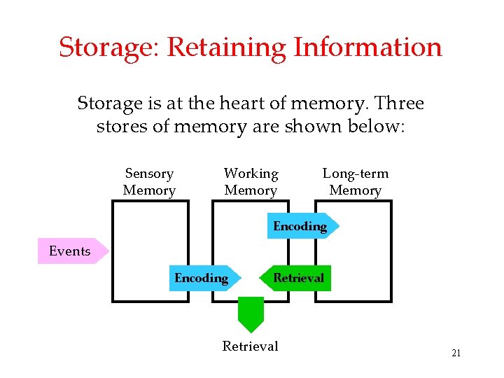 Storage: Retaining Information Storage is at the heart of memory. Three stores of memory