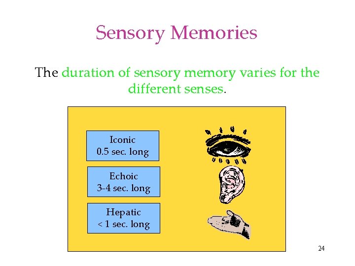 Sensory Memories The duration of sensory memory varies for the different senses. Iconic 0.