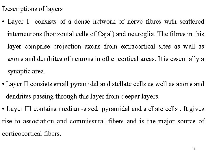 Descriptions of layers • Layer I consists of a dense network of nerve fibres