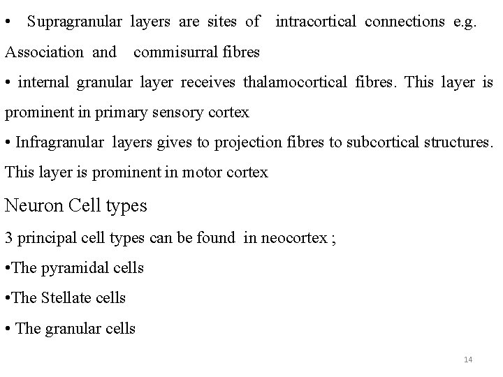  • Supragranular layers are sites of intracortical connections e. g. Association and commisurral