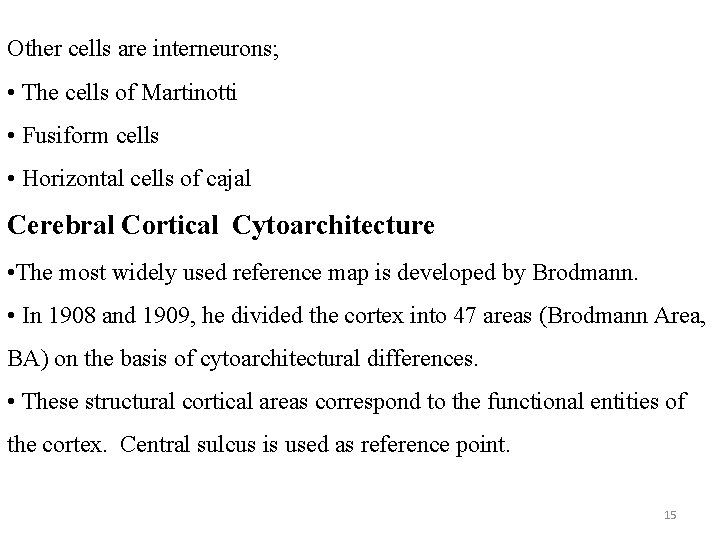 Other cells are interneurons; • The cells of Martinotti • Fusiform cells • Horizontal