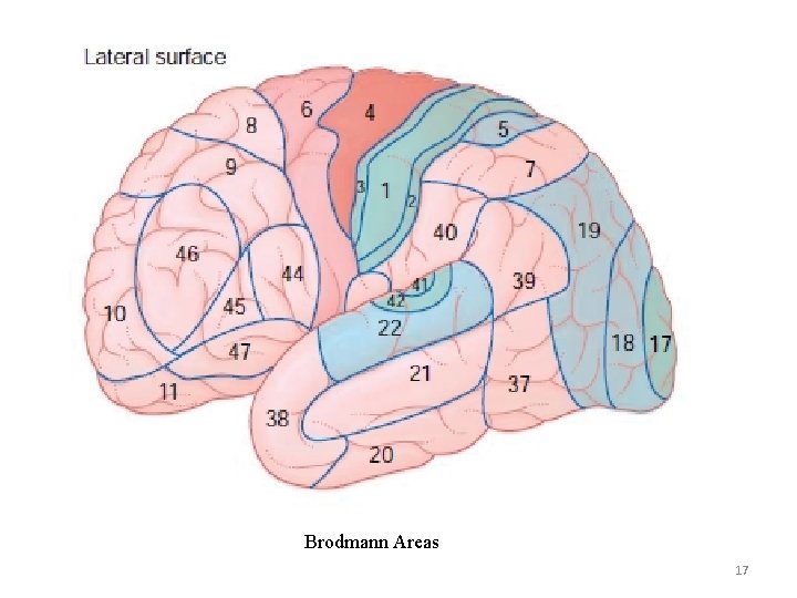 Brodmann Areas 17 