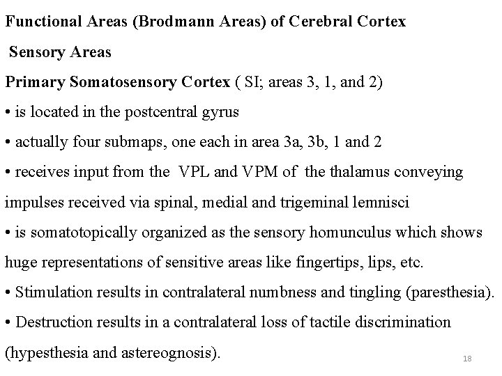 Functional Areas (Brodmann Areas) of Cerebral Cortex Sensory Areas Primary Somatosensory Cortex ( SI;