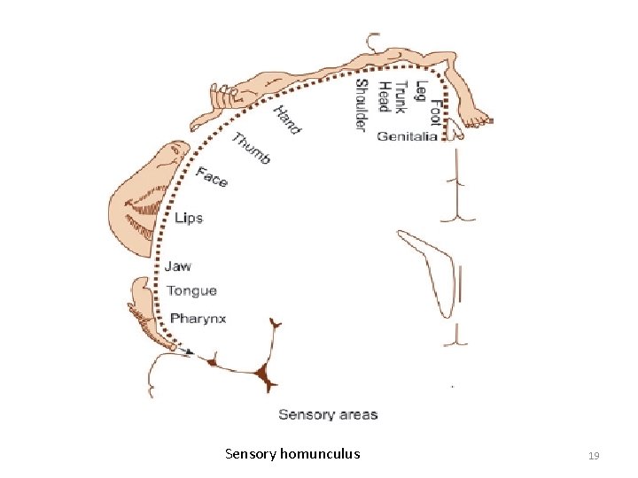 Sensory homunculus 19 