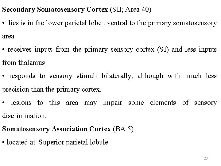 Secondary Somatosensory Cortex (SII; Area 40) • lies is in the lower parietal lobe