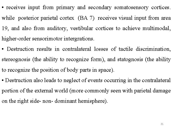 • receives input from primary and secondary somatosensory cortices. while posterior parietal cortex