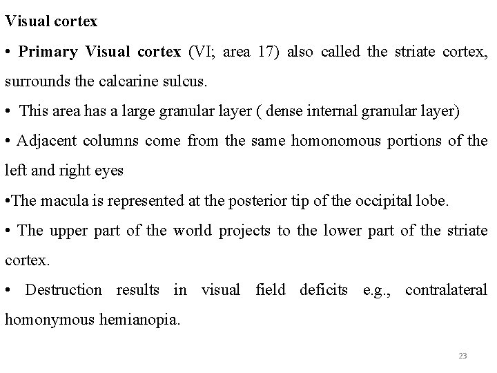 Visual cortex • Primary Visual cortex (VI; area 17) also called the striate cortex,