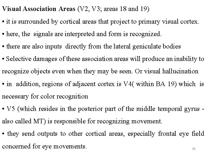 Visual Association Areas (V 2, V 3; areas 18 and 19) • it is