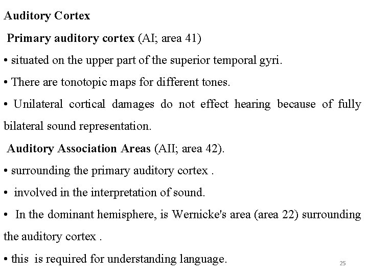 Auditory Cortex Primary auditory cortex (AI; area 41) • situated on the upper part