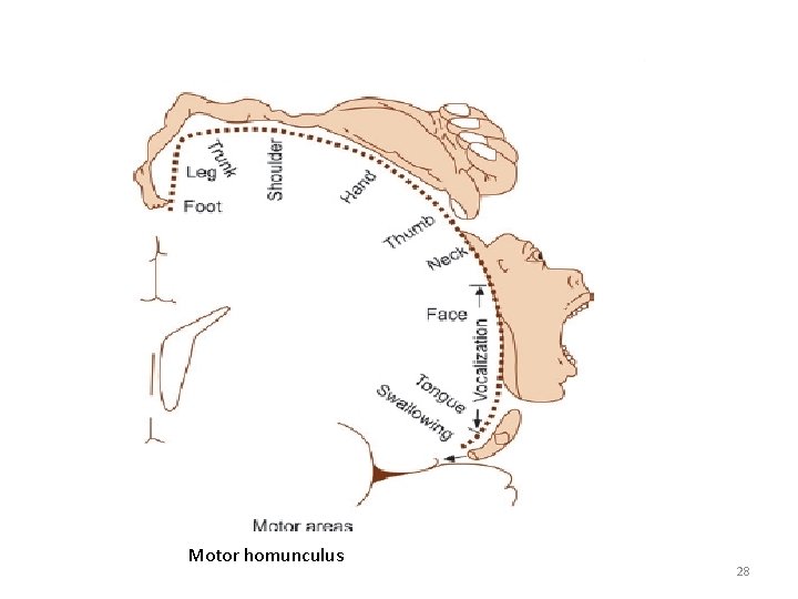 Motor homunculus 28 