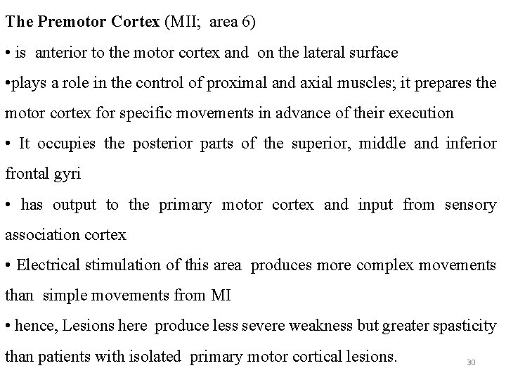 The Premotor Cortex (MII; area 6) • is anterior to the motor cortex and