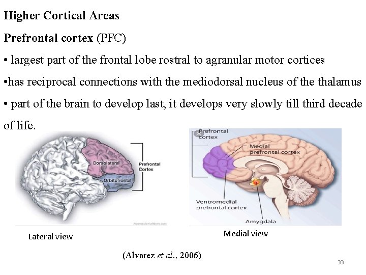 Higher Cortical Areas Prefrontal cortex (PFC) • largest part of the frontal lobe rostral