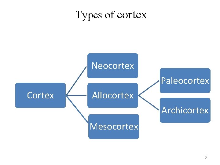Types of cortex Neocortex Paleocortex Cortex Allocortex Archicortex Mesocortex 5 