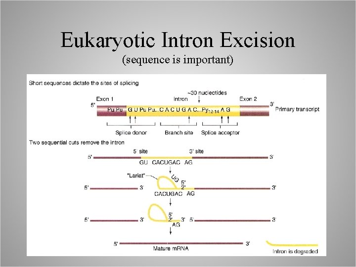 Eukaryotic Intron Excision (sequence is important) 