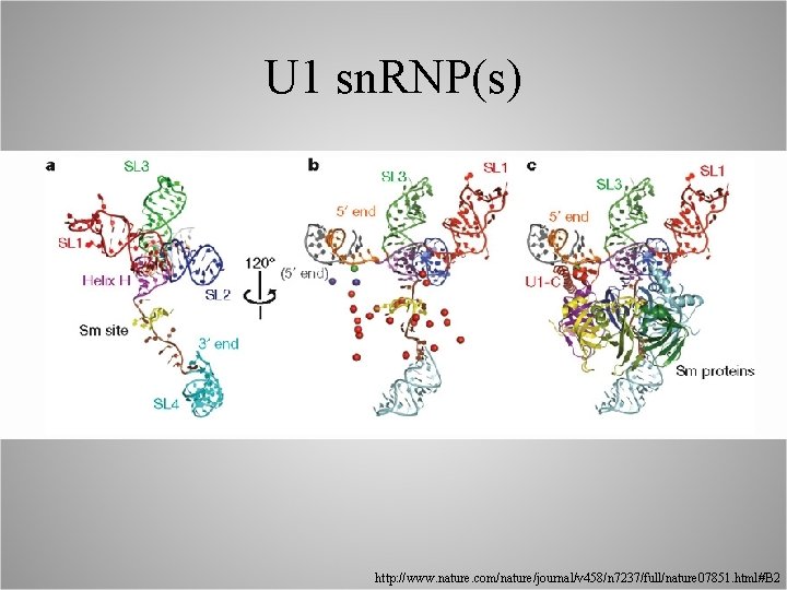 U 1 sn. RNP(s) http: //www. nature. com/nature/journal/v 458/n 7237/full/nature 07851. html#B 2 