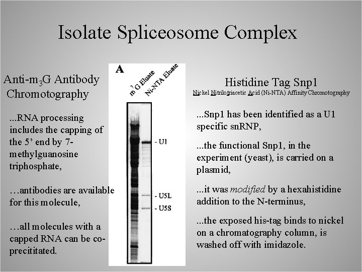 Isolate Spliceosome Complex Anti-m 3 G Antibody Chromotography Histidine Tag Snp 1 Nickel Nitrilotriacetic