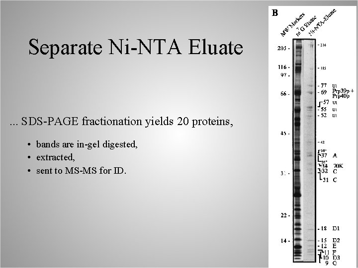 Separate Ni-NTA Eluate . . . SDS-PAGE fractionation yields 20 proteins, • bands are