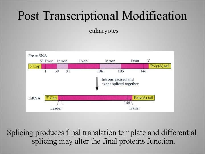 Post Transcriptional Modification eukaryotes Splicing produces final translation template and differential splicing may alter