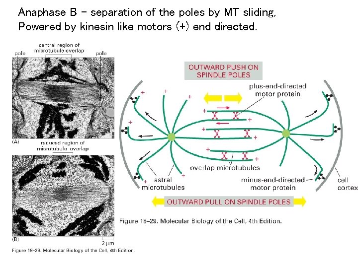 Anaphase B – separation of the poles by MT sliding, Powered by kinesin like
