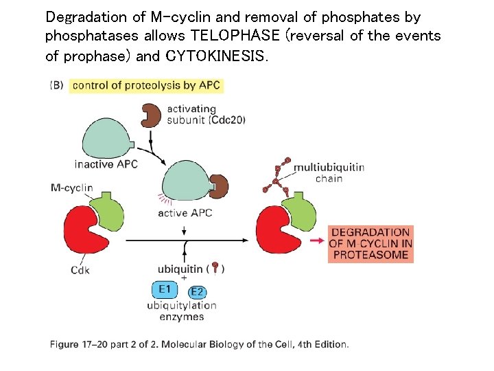 Degradation of M-cyclin and removal of phosphates by phosphatases allows TELOPHASE (reversal of the