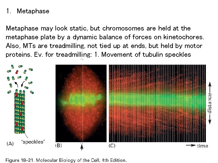 1. Metaphase may look static, but chromosomes are held at the metaphase plate by