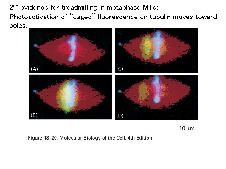 2 nd evidence for treadmilling in metaphase MTs: Photoactivation of “caged” fluorescence on tubulin