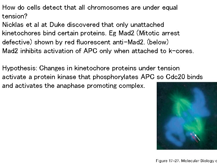 How do cells detect that all chromosomes are under equal tension? Nicklas et al