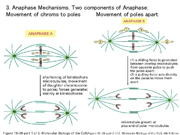 3. Anaphase Mechanisms. Two components of Anaphase: Movement of chroms to poles Movement of