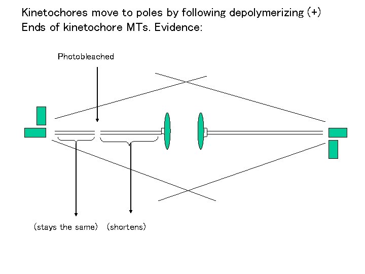 Kinetochores move to poles by following depolymerizing (+) Ends of kinetochore MTs. Evidence: Photobleached