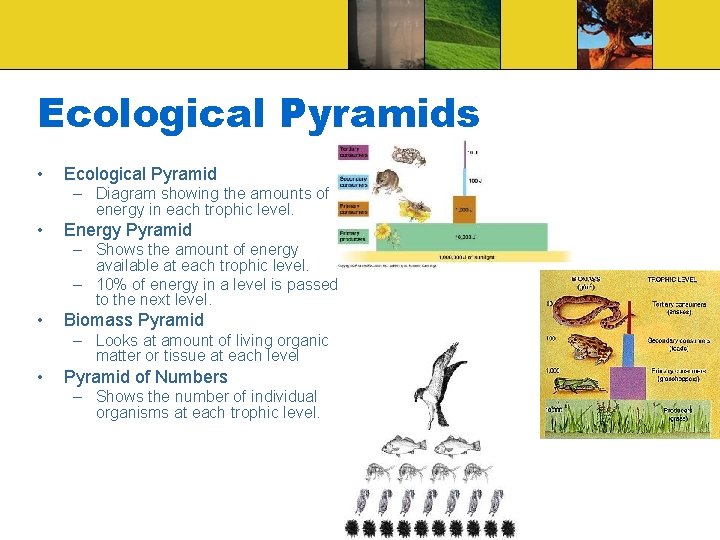 Ecological Pyramids • Ecological Pyramid – Diagram showing the amounts of energy in each