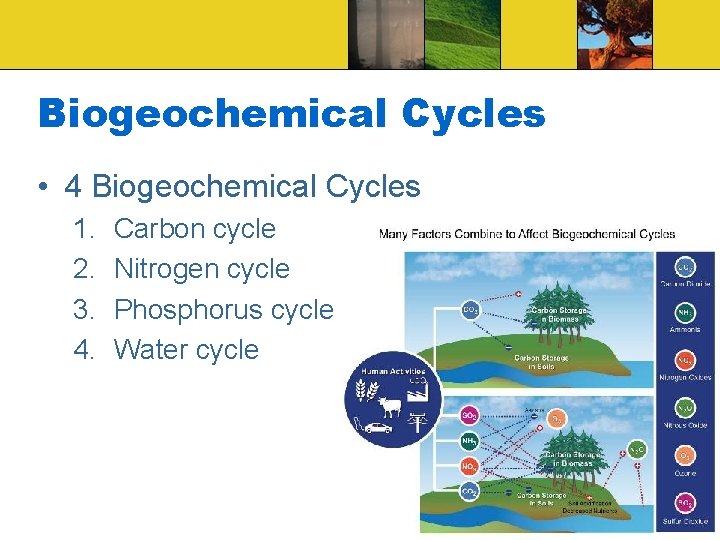 Biogeochemical Cycles • 4 Biogeochemical Cycles 1. 2. 3. 4. Carbon cycle Nitrogen cycle
