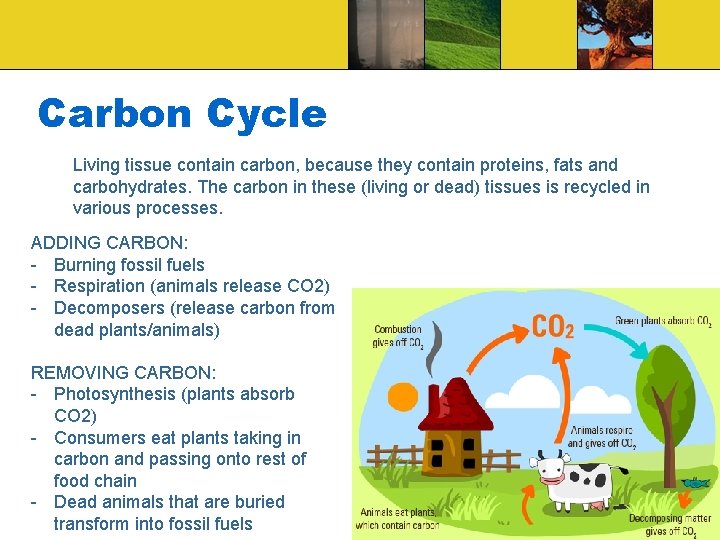 Carbon Cycle Living tissue contain carbon, because they contain proteins, fats and carbohydrates. The
