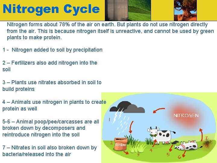 Nitrogen Cycle Nitrogen forms about 78% of the air on earth. But plants do