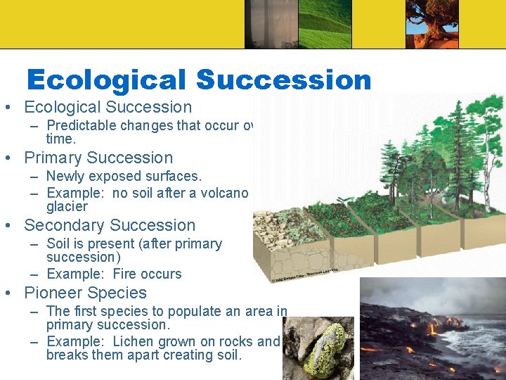 Ecological Succession • Ecological Succession – Predictable changes that occur over time. • Primary