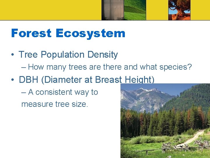 Forest Ecosystem • Tree Population Density – How many trees are there and what