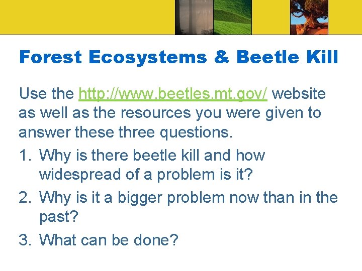 Forest Ecosystems & Beetle Kill Use the http: //www. beetles. mt. gov/ website as