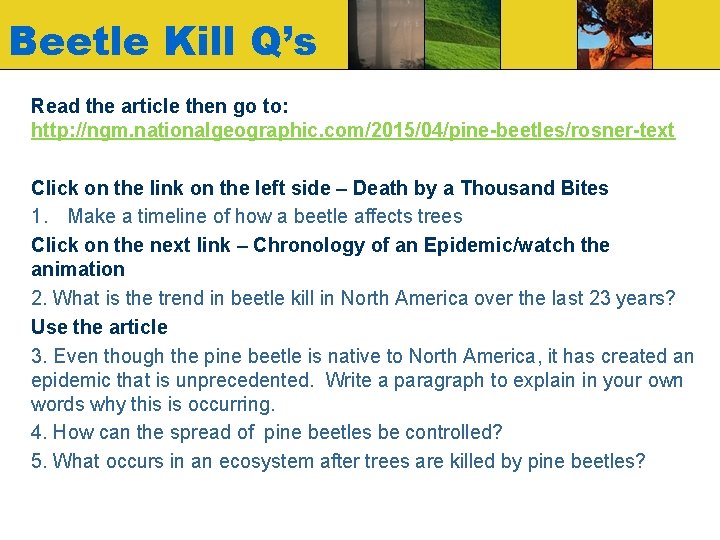 Beetle Kill Q’s Read the article then go to: http: //ngm. nationalgeographic. com/2015/04/pine-beetles/rosner-text Click