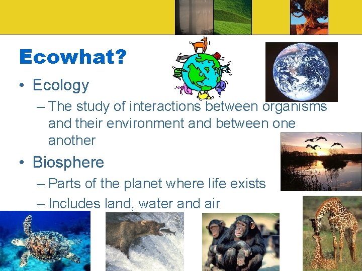 Ecowhat? • Ecology – The study of interactions between organisms and their environment and