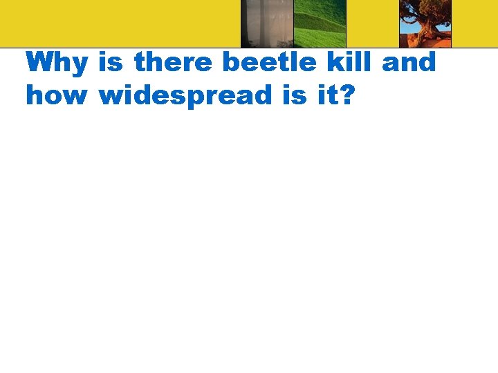 Why is there beetle kill and how widespread is it? 