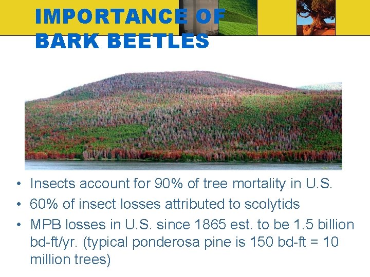 IMPORTANCE OF BARK BEETLES • Insects account for 90% of tree mortality in U.