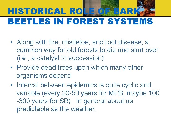 HISTORICAL ROLE OF BARK BEETLES IN FOREST SYSTEMS • Along with fire, mistletoe, and