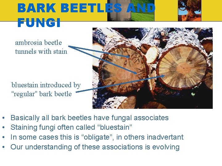 BARK BEETLES AND FUNGI ambrosia beetle tunnels with stain bluestain introduced by “regular” bark