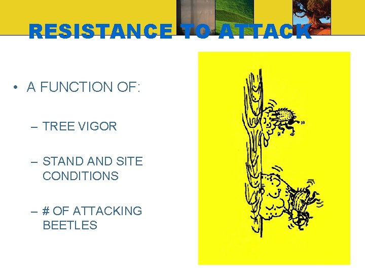 RESISTANCE TO ATTACK • A FUNCTION OF: – TREE VIGOR – STAND SITE CONDITIONS