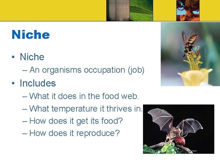 Niche • Niche – An organisms occupation (job) • Includes – What it does